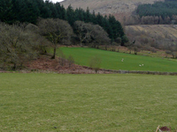 Allt Lwyd