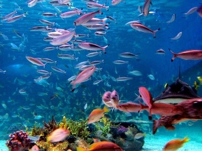Manila Ocean Park