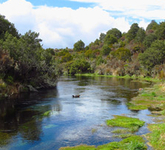 Ohinepango Springs Track