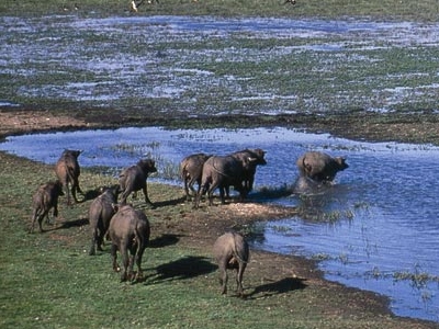 Ol Donyo Sabuk National Park