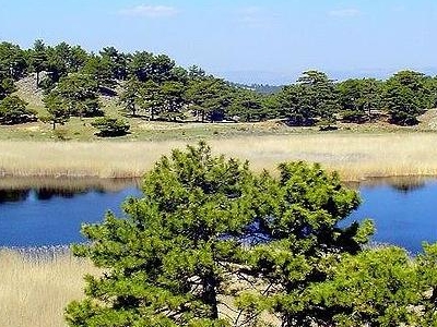 Bozkurt