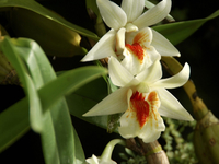 Orchid and Butterfly Farm Orchid and Butterfly Farm
