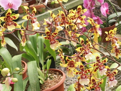Lankester Botanical Garden