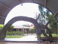 The Old Gum Tree