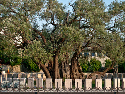 Stara Maslina, Montenegro Tourist Information