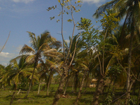 Padre las Casas