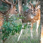 Ballabhpur Wildlife Sanctuary Ballabhpur Wildlife Sanctuary
