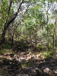 Pandanus Tree In Creek