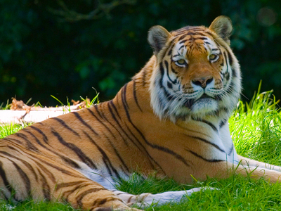 Banham Zoo