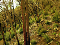 Papakorito Falls Trail