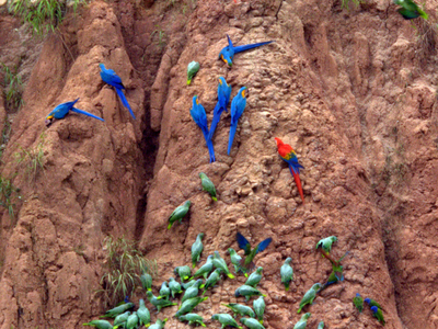 Tambopata Candamo