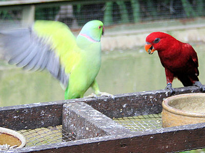Kuala Lumpur Bird Park