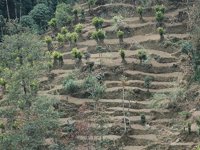 Peiryar - Cardomom Hills