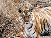 Pench National Park
