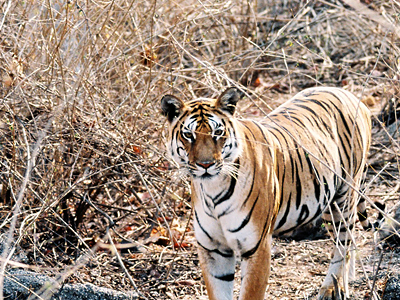 Pench National Park