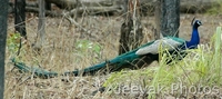 Male Peocock In Tadoba Tiger Reserve Male Peocock In Tadoba Tiger Reserve