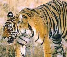 Periyar Tiger Reserve