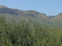 Persimmon Gap