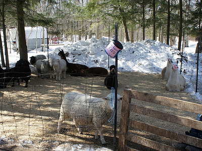 Petting Zoo