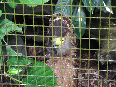 Negros Forests and Ecological Foundation