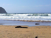 Playa de Es Poal Playa de Es Poal