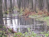 Pniewo - Utrata - Dziedziniec