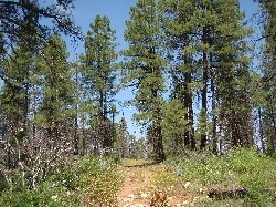 Ponderosa Forest