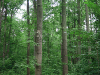 Przylesie Reserve