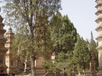 Pagoda Forest at Shaolin Temple Pagoda Forest at Shaolin Temple