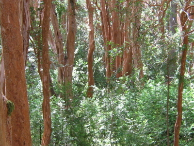 Los Arrayanes National Park