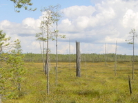 Patvinsuo National Park