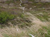 Pebble Mine Pebble Mine