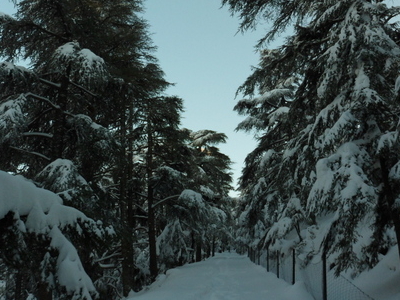 Theniet El Had National Park