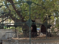 Tree Of Hippocrates