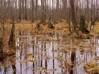 Kampinos National Park