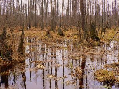 Kampinos National Park