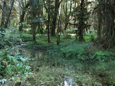Quinault
