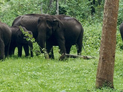Rajiv Gandhi National Park Safaris