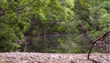Bakaula Forest