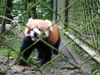 Red Panda Asia