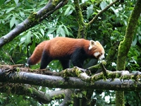 Red Panda