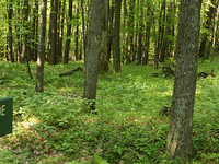 Roadside Trail Roadside Trail