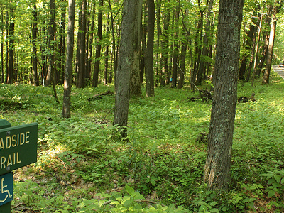 Roadside Trail