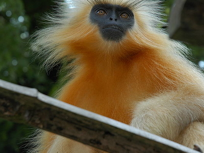 Royal Manas National Park