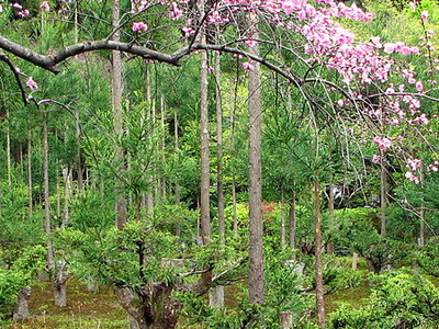 Ryoan-ji Rock Garden