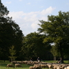Sheep In The  Hirschau