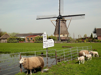 Sheep Springs