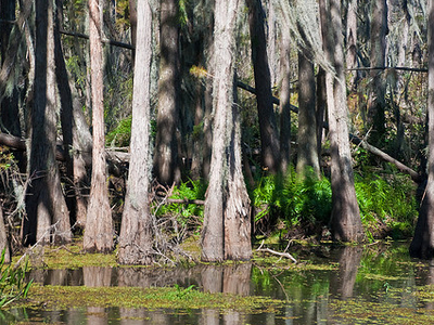 Shingle Creek