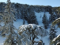 Shouf Cedar Reserve