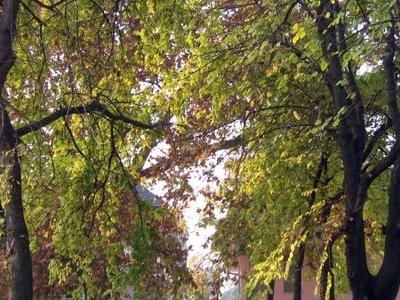 Samac